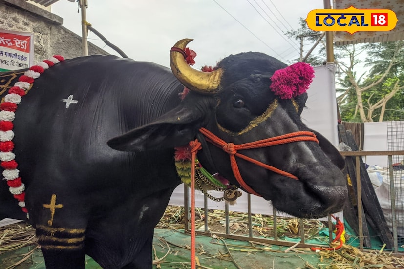 मुरा प्रजात पैदाशीसाठी वापर : विलास नाईक यांनी दिलेल्या माहितीनुसार; काही वर्षांपूर्वी विलास नाईक यांचे वडील गणपती नाईक यांनी हरियाणावरून दीड लाखांची हरियाणा मुरा म्हैस विकत आणली होती. त्या म्हैशीपासून त्यांना हा गजेंद्र रेडा मिळाला. अत्यंत जातीवंत मुरा वंशातील असल्याने चार दिवसांचा असतानाच या रेड्याला एक लाखाची मागणी झाली होती. परंतु हौशी पशुपालक गणपती नाईक यांनी रेडा सांभाळायचे ठरवले. त्यांच्या या निर्णयाने त्यांचे नशीब पालटले.