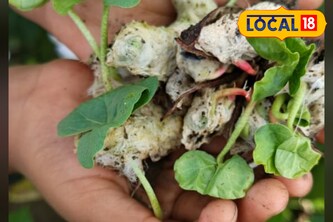 अवकाळीने कापूस भिजला, मराठवाड्यात शेतकऱ्याचा उद्रेक; रस्त्यावर उधळला कापूस