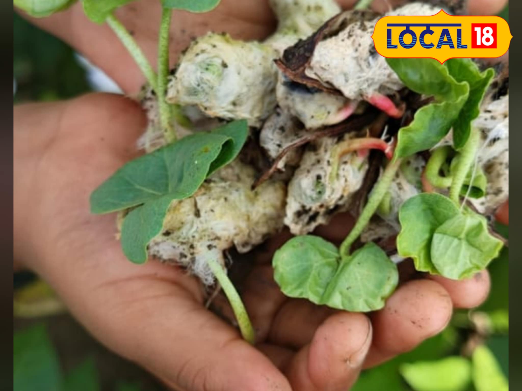 Cotton Thrown: अवकाळीमुळे वेचणीचा कापूस भिजला, मराठवाड्यात शेतकऱ्याचा उद्रेक; रस्त्यावर उधळला कापूस