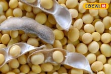 Krushi Market Today Rate: सोयाबीनची आवक वाढली मात्र दर स्थिर, कांद्यासह इतर शेतमालांची स्थिती काय?