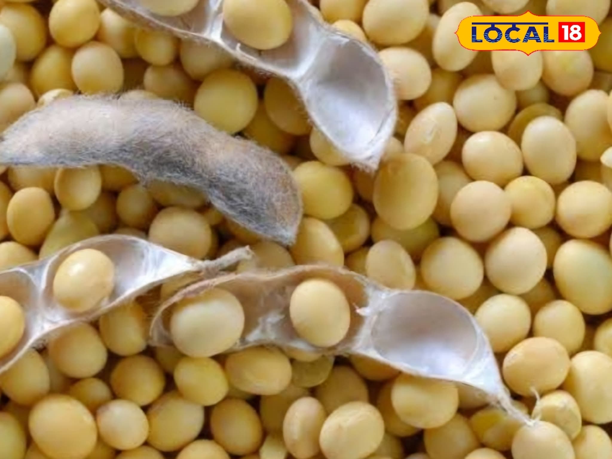 Krushi Market Today Rate: सोयाबीनची आवक वाढली मात्र दर स्थिर, कांद्यासह इतर शेतमालांची स्थिती काय?