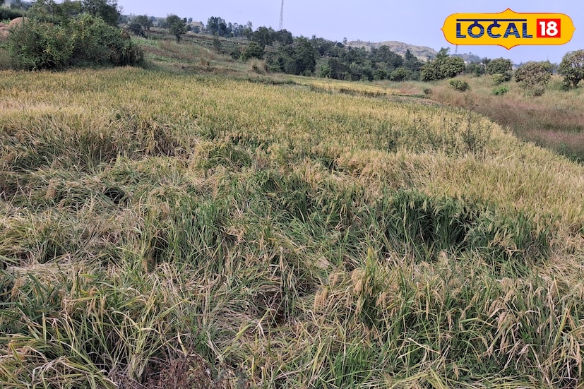 सातारा जिल्ह्यात मंगळवारी हलका पाऊस झाला. यावेळी 30.2 अंश सेल्सिअस कमाल तापमान राहिले. आज सातारा जिल्ह्यात ढगाळ हवामान, विजांच्या गडगडाटासह मध्यम पावसाची शक्यता आहे. साताऱ्यात विजांसह पावसाची शक्&#x200d;यता असल्याने सतर्कतेचा यलो अलर्ट हवामान विभागाने दिला आहे. यावेळी कमाल आणि किमान तापमानात अंशत: वाढ होऊन किमान 21 आणि कमाल 31 अंश सेल्सिअसवर राहील. 