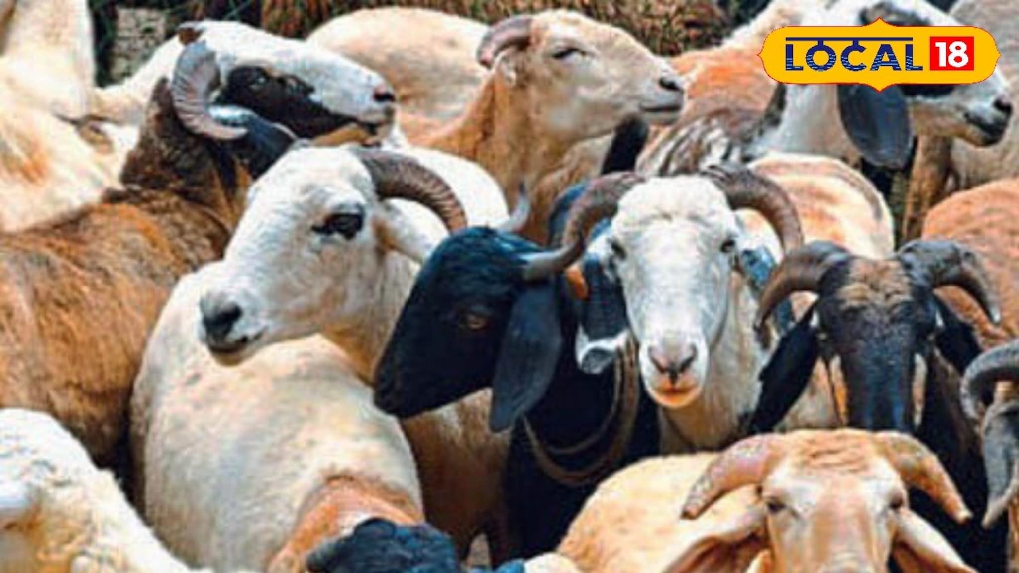 मेंढीपालन करण्याचं असं करा नियोजन, शांताराम पिसाळ महिन्याला कमावता 1 लाख रुपये!