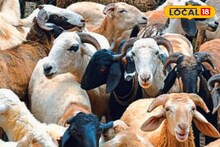 Success Story : मेंढीपालन करण्याचं असं करा नियोजन, शांताराम पिसाळ महिन्याला कमावता 1 लाख रुपये!