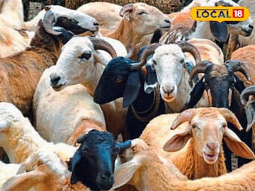 मेंढीपालन 