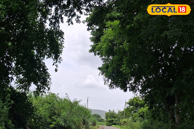 सांगली जिल्ह्यात मागील 24 तासात 30.6 अंश सेल्सिअस कमाल तापमानाची नोंद झाली. जिल्ह्यात दोन दिवसांपासून पावसाची उघडीप आहे. मात्र पावसाची शक्यता असल्याने शेतीच्य कामांनी वेग घेतला आहे. आज जिल्ह्यात विजांसह पावसाची शक्यता वर्तवण्यात आली आहे.