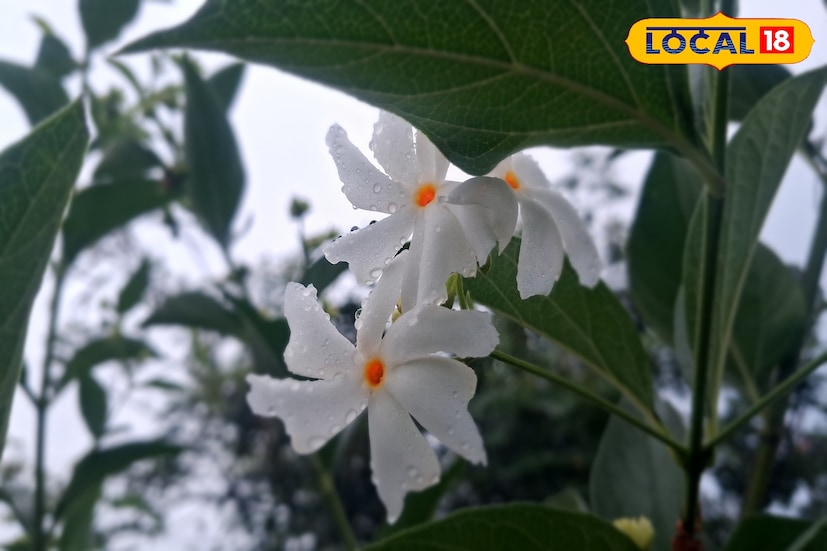 पुणे जिल्ह्यात बुधवारी 29.7 कमाल आणि 18.5 अंश सेल्सिअस किमान तापमानाचा पारा नोंदविण्यात आला. आज पुणे जिल्ह्यातील तापमानात अंशतः घट होऊन कमाल तापमान 29 अंशावर तर किमान तापमान 19 अंशावर राहिल. यावेळी विजांसह पावसाची शक्यता हवामान विभागाकडून वर्तवण्यात आली आहे. 