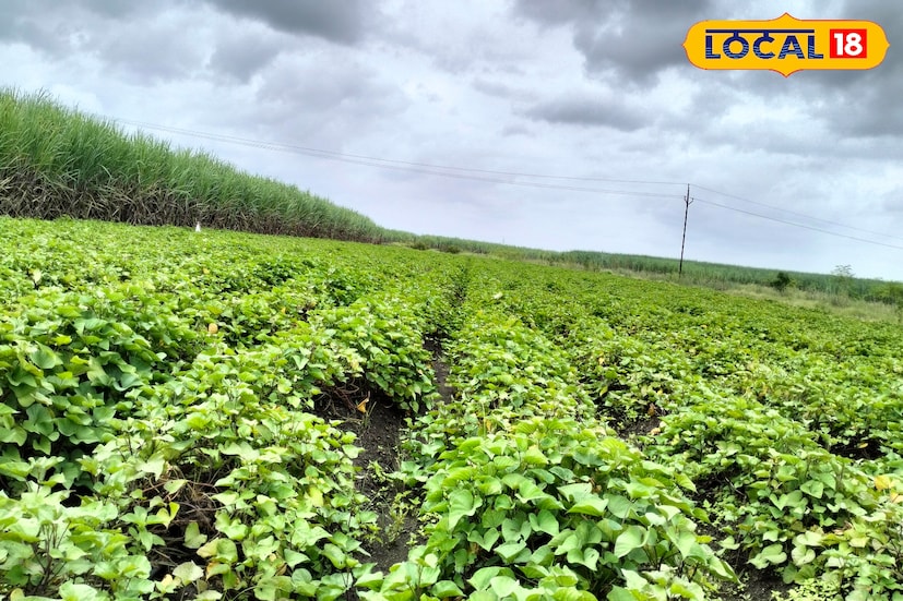 कोल्हापूर जिल्ह्यात आज विजांसह हलक्या पावसाची शक्यता आहे. पुढील 24 तासात कोल्हापुरातील किमान तापमानाचा पारा 20 अंश सेल्सिअस पर्यंत राहिल. तर कमाल तापमान 29 अंशावर राहिल. यावेळी मेघगर्जनेसह विजांच्या कडकडाटात हलक्या ते मध्यम पावसाची शक्यता आहे.