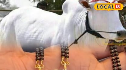 Animal News: 14 दिवस टेन्शन अन् 2 तासांचं ऑपरेशन, बैलाच्या पोटातून मंगळसूत्र बाहेर, छ. संभाजीनगरात काय घडलं?