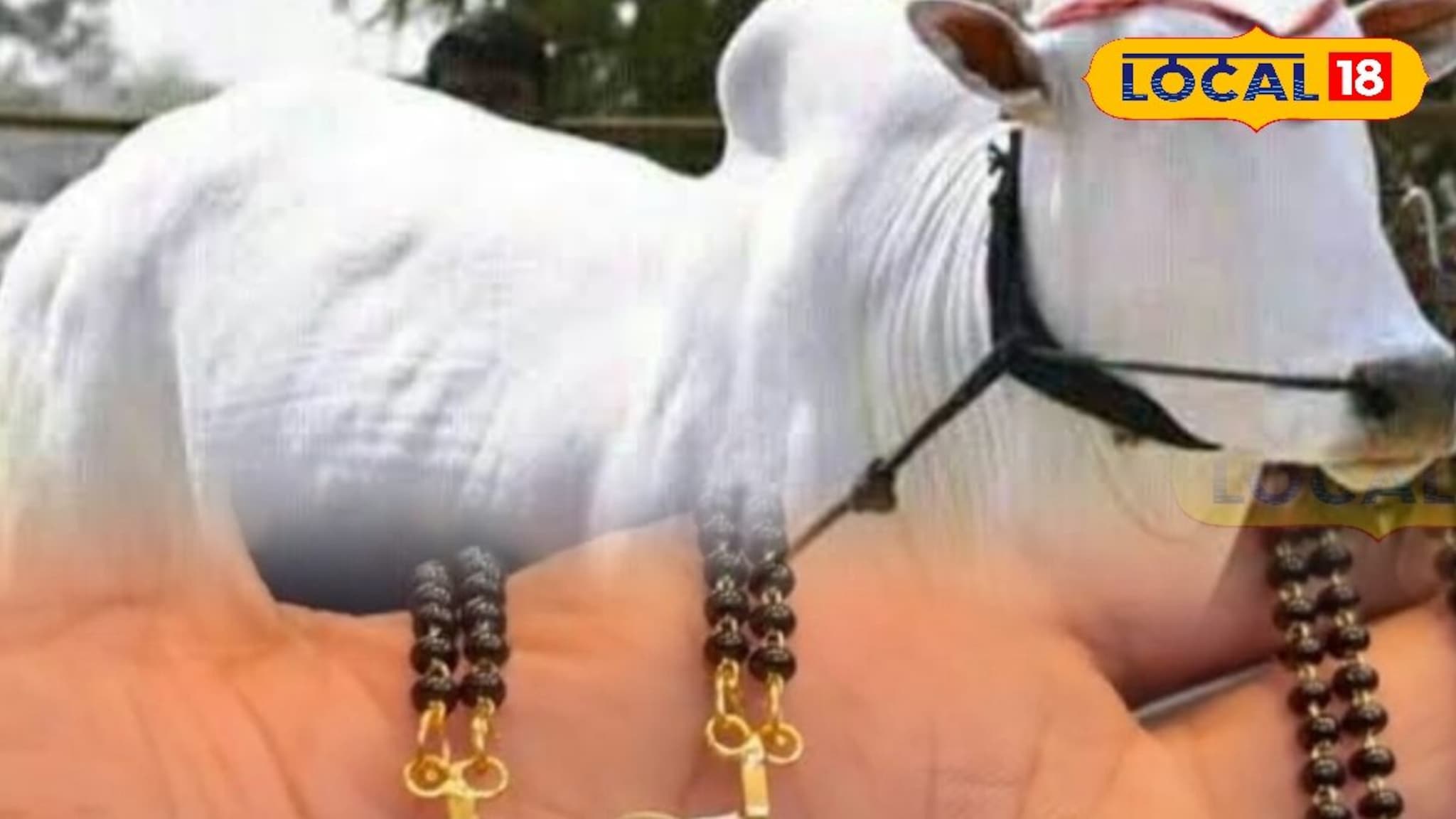 देवा रे! नैवेद्य समजून बैलाने मंगळसूत्र गिळलं, 2 तासांचं ऑपरेशन, 14 दिवसानंतर नेमक काय घडल?