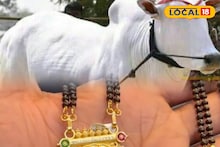 देवा रे! नैवेद्य समजून बैलाने मंगळसूत्र गिळलं, 2 तासांचं ऑपरेशन, 14 दिवसानंतर नेमक काय घडल?