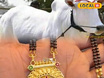 Animal News: 14 दिवस टेन्शन अन् 2 तासांचं ऑपरेशन, बैलाच्या पोटातून मंगळसूत्र बाहेर, छ. संभाजीनगरात काय घडलं? Animal News: 14 दिवस टेन्शन अन् 2 तासांचं ऑपरेशन, बैलाच्या पोटातून मंगळसूत्र बाहेर, छ. संभाजीनगरात काय घडलं?