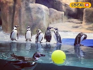 Ranichi Baug: राणीच्या बागेतील पेंग्विन कक्ष बंद राहणार, कारण काय? पुन्हा कधी सुरू होणार? Ranichi Baug: राणीच्या बागेतील पेंग्विन कक्ष बंद राहणार, कारण काय? पुन्हा कधी सुरू होणार?