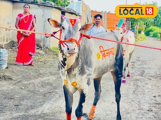 शेतकऱ्याचा 'हिरा' ठरला 11 लाखांचा 'बिजल्या',बैलाचा आहार पाहून थक्क व्हाल