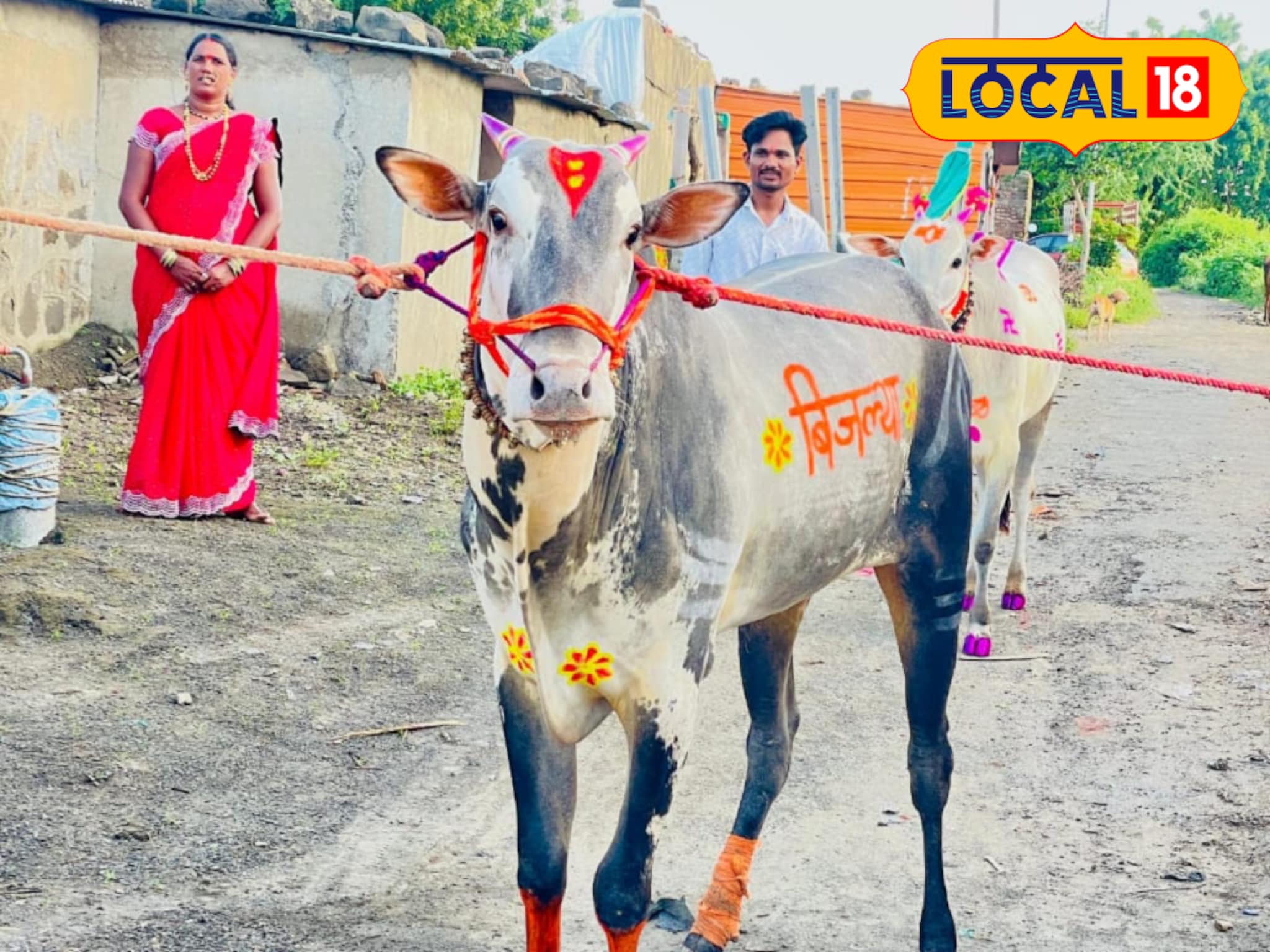 शेतकऱ्याचा 'हिरा' ठरला 11 लाखांचा 'बिजल्या',बैलाचा आहार पाहून थक्क व्हाल