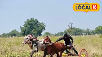 बिजल्या