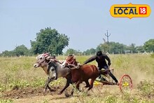 3 ते 4 लाख उत्पन्न देणारा बिजल्या, शेतकऱ्याने 11 लाखांना का विकला?