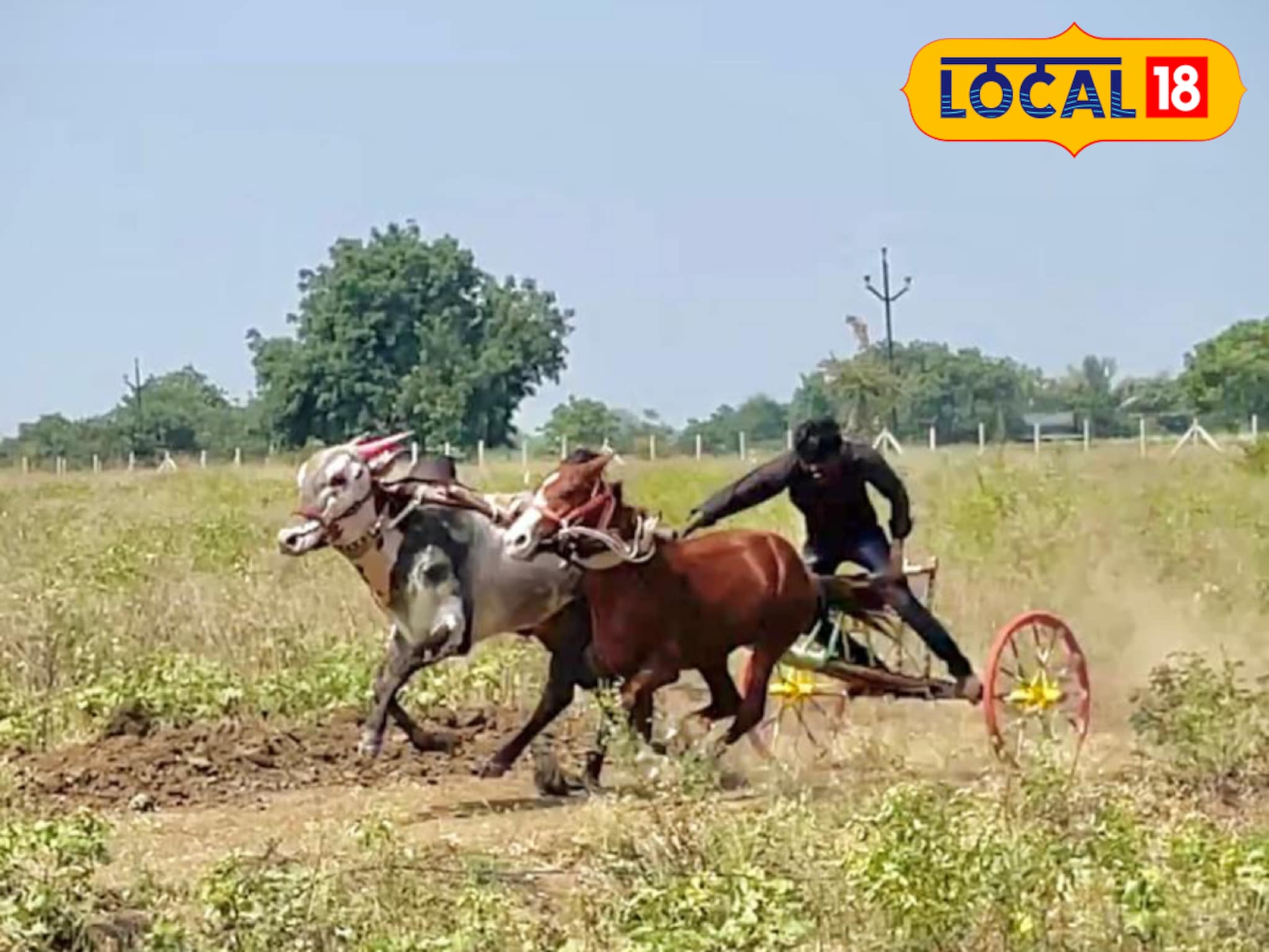 3 ते 4 लाख उत्पन्न देणारा बिजल्या, शेतकऱ्याने 11 लाखांना का विकला?