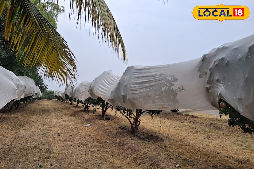 पश्चिम महाराष्ट्रात नोव्हेंबरच्या पहिल्या आठवड्यात पावसाचा जोर राहिला. आता मात्र हवामानात मोठे बदल जाणवत आहेत. थंडीची तीव्रता वाढणार असून तापमानात मोठी घट होणार आहे. अचानक बदललेल्या हवामानामुळे नागरिकांना आरोग्याची योग्य ती काळजी घ्यावी लागेल. 