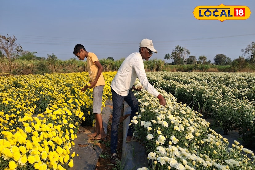 सोलापूर जिल्ह्यातील हवामाना मोठे बदल जाणवत आहेत. गुरुवारी 31.8 अंश सेल्सिअस कमाल तापमानाची नोंद झाली. आज कमाल तापमानात वाढ होऊन पारा 33 अंशावर राहिल. तसेच किमान तापमान 22 अंशावर राहिल. 