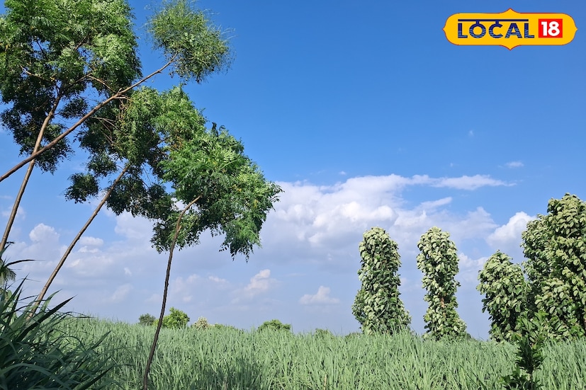 सातारा जिल्ह्यात गुरुवारी अंशतः ढगाळ आकाश राहिले. यावेळी 28.6 अंश सेल्सिअस कमाल आणि 18. 5 किमान तापमान नोंदवण्यात आले. आज सातारा जिल्ह्यात किमान आणि कमाल तापमान  19 आणि  29 अंश सेल्सिअस दरम्यान राहिल. तसेच तुरळक ठिकाणी हलका ते मध्यम पावसाची शक्यता आहे. 