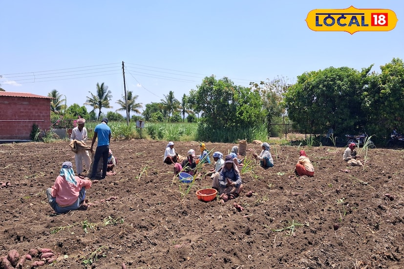 कोल्हापुरातील दिवसाची सुरुवात साधारण 20.2 अंश सेल्सिअसच्या किमान तापमानाने होईल. जसजसा दिवस पुढे जाईल तसतसे कमाल तापमान 28.6 अंश सेल्सिअसवर जाण्याची शक्यता आहे. काही भागात सकाळी दाट धुके आणि थंडी जाणवत असून ढगाळ हवामानासह आज हलक्या पावसाची शक्यता आहे. 
