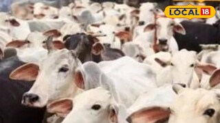 Goshala: ना दान, ना सरकारी अनुदान, गाई जिवंत ठेवण्याचंच आव्हान, नेमकं घडतंय काय?