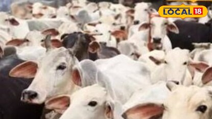 Goshala: ना दान, ना सरकारी अनुदान, गाई जिवंत ठेवण्याचंच आव्हान, नेमकं घडतंय काय?