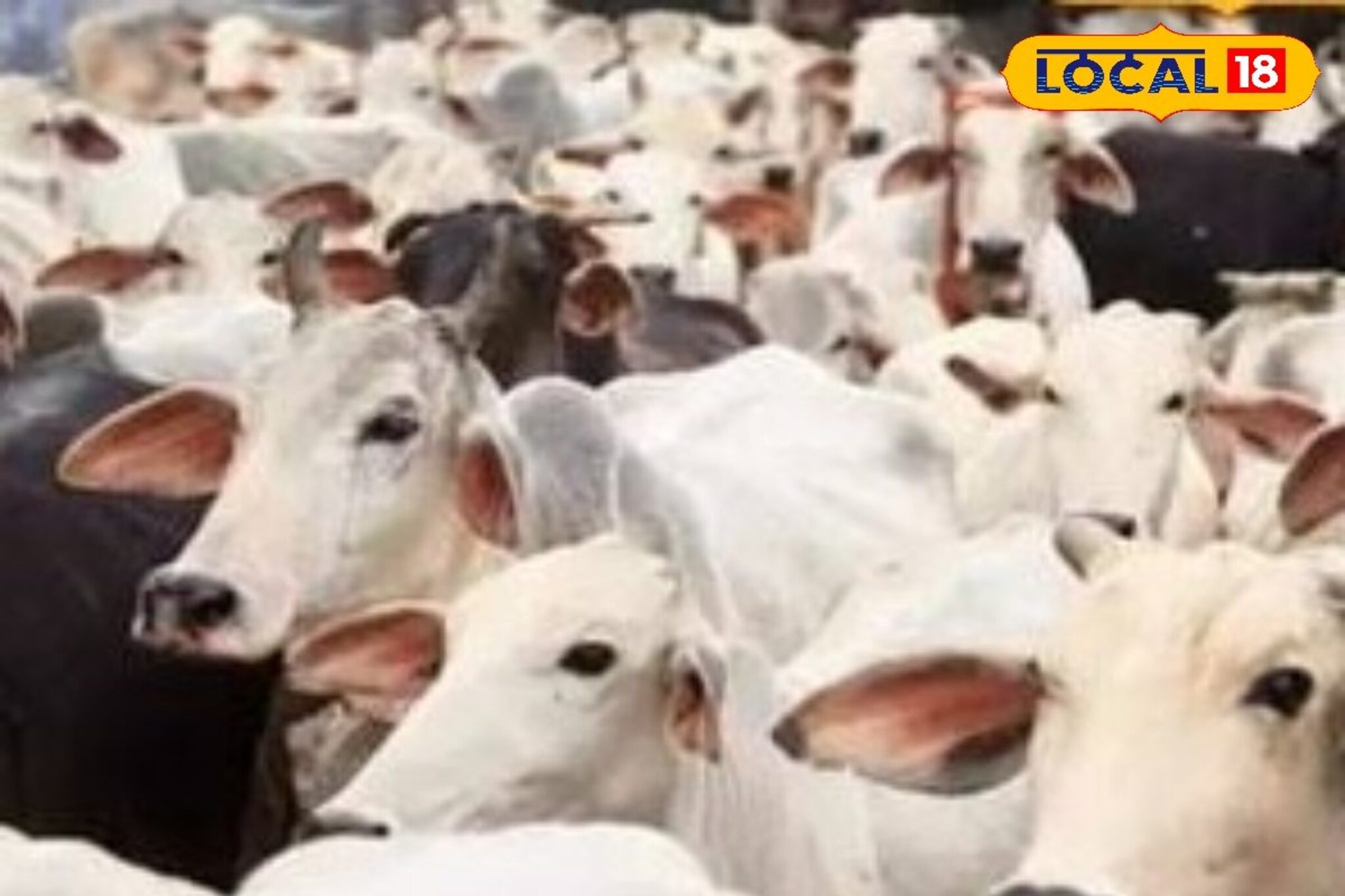 ना दान, ना सरकारी अनुदान, गाई जिवंत ठेवण्याचंच आव्हान, राज्यातील भयानक वास्तव!