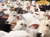 Goshala: ना दान, ना सरकारी अनुदान, गाई जिवंत ठेवण्याचंच आव्हान, नेमकं घडतंय काय?