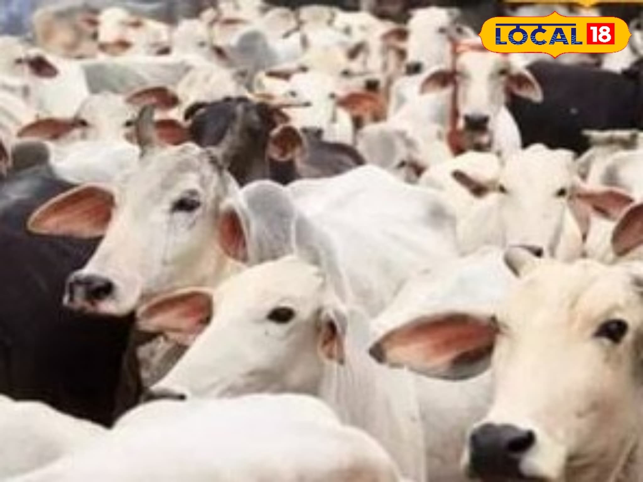 Goshala: ना दान, ना सरकारी अनुदान, गाई जिवंत ठेवण्याचंच आव्हान, राज्यातील भयानक वास्तव!