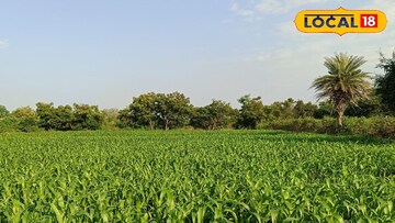 ज्वारीवरील