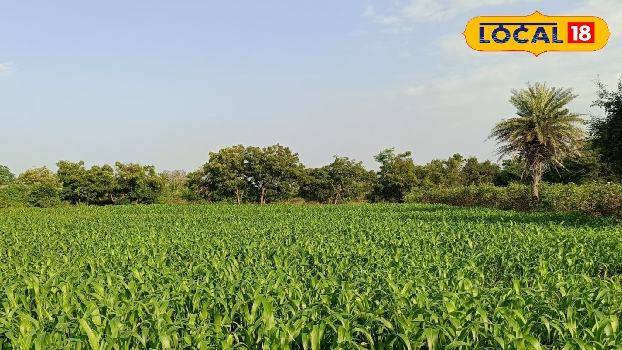 हिवाळ्यात ज्वारीवर किडींचा वाढता धोका? असं करा रोग व्यवस्थापन, Video