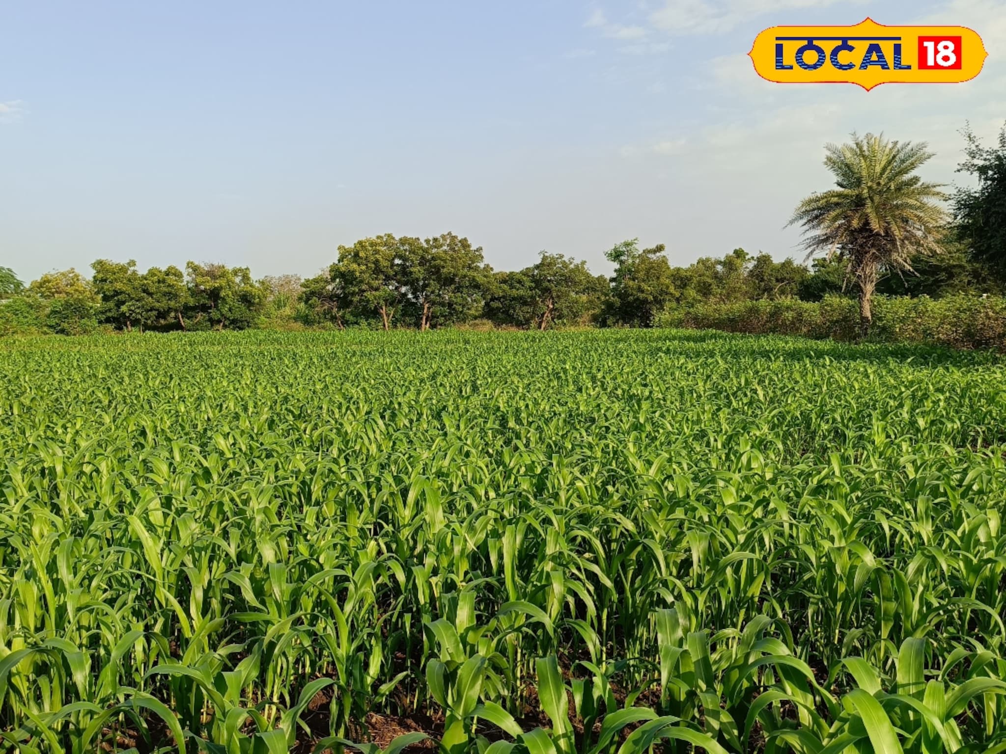 हिवाळ्यात ज्वारीवर किडींचा वाढता धोका? असं करा रोग व्यवस्थापन, Video