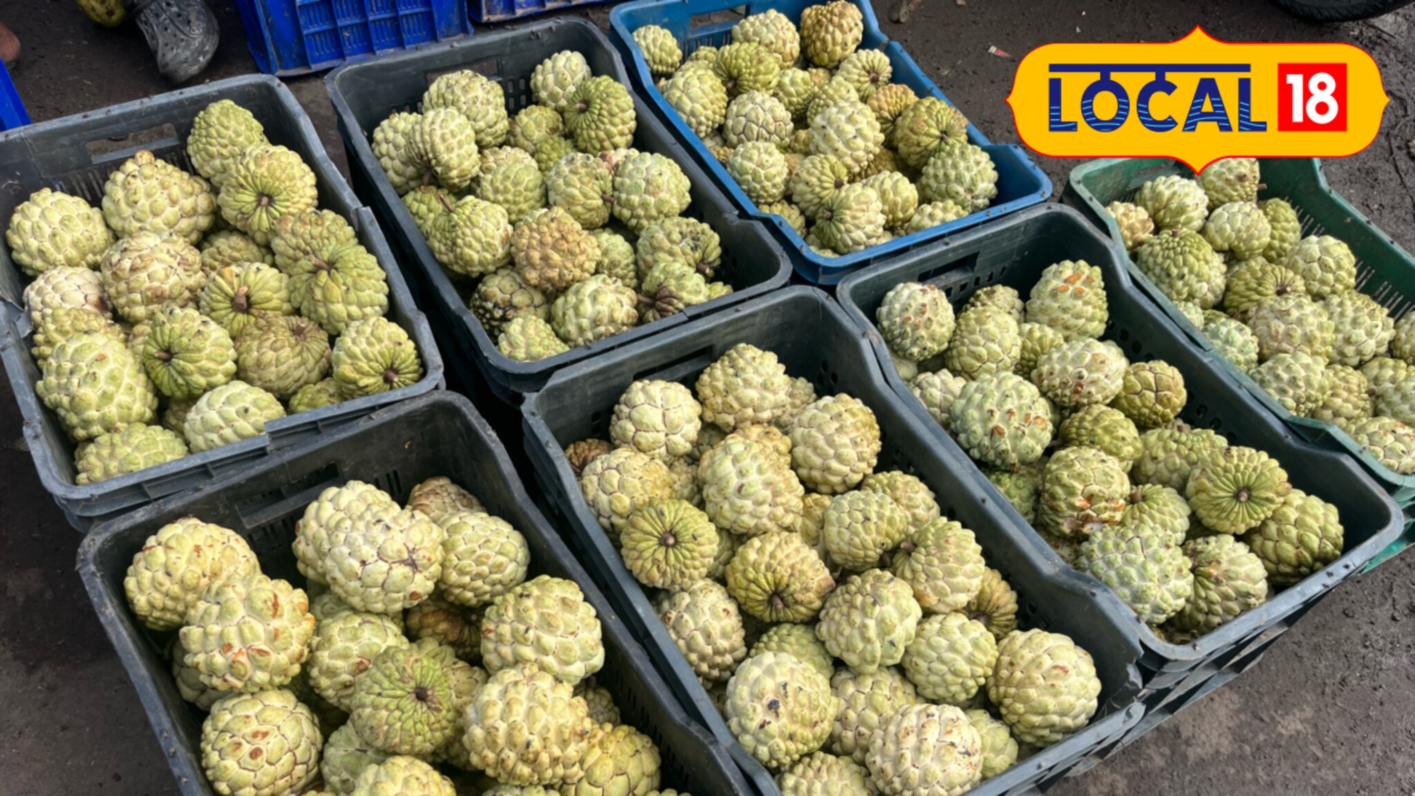 सीताफळाचा गोल्डन हंगाम, तब्बल 800 रुपयांनी घसरले कॅरेट दर, कारण काय?