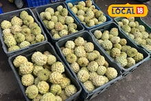 Sitafal Price : सीताफळाचा गोल्डन हंगाम, तब्बल 800 रुपयांनी घसरले कॅरेट दर, कारण काय?