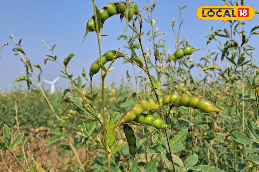 सोलापूर जिल्ह्यात कमाल तापमानाचा पारा चांगलाच वाढत आहे. शुक्रवारी 33.4 अंश सेल्सिअस कमाल तापमानाची नोंद झाली. आज कमाल तापमानात अंशत घट होऊन पारा 32 अंशावर राहिल. तसेच किमान तापमान 18 अंशावर राहिल. 