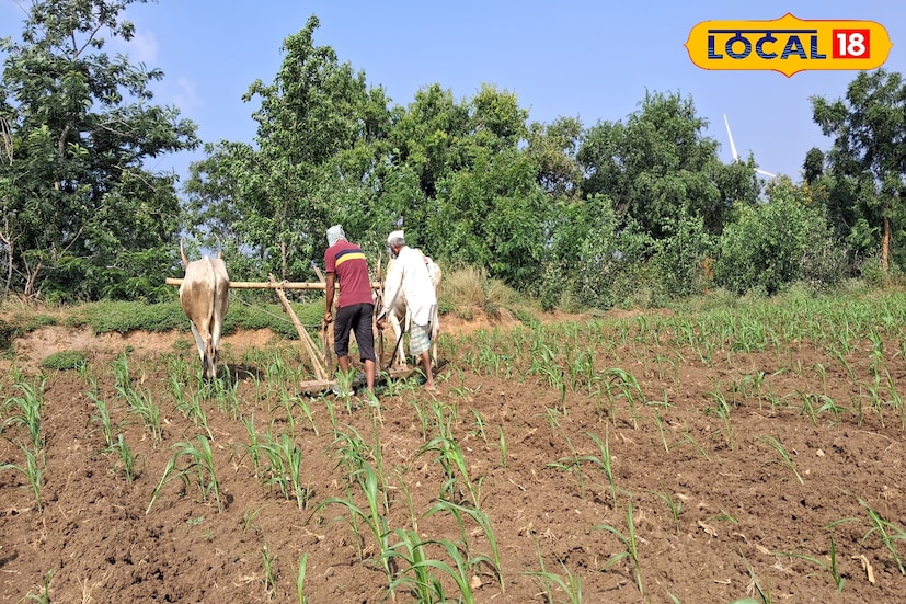 सांगली जिल्ह्यात मागील 24 तासात 30.2 अंश सेल्सिअस कमाल तापमानाची नोंद झाली. आज जिल्ह्यात दिवसभर निरभ्र आकाशासह कमाल तापमान 30 अंशावर राहिल. तसेच किमान तापमान 18 अंशावर राहील. 