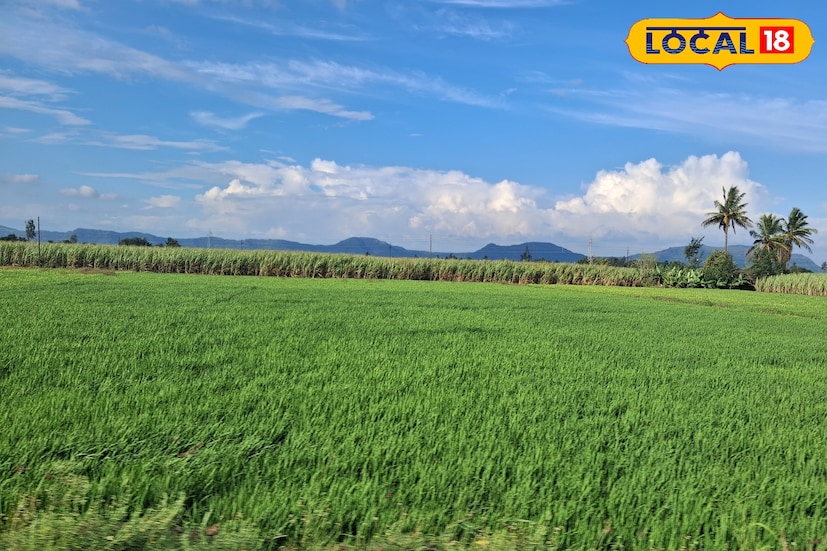 पावसाच्या उघडिपीनंतर कोरडे हवामान, निरभ्र आकाश आणि उत्तरेकडील थंड हवा महाराष्ट्राकडे येऊ लागल्याने किमान तापमानात घट होत आहे. राज्यात हळूहळू थंडी वाढत जाणार असून, आज 8 नोव्हेंबर रोजी राज्यात मुख्यतः कोरड्या हवामानासह तापमानातील चढ-उतार कायम राहण्याची शक्यता आहे. पावसाच्या उघडिपीनंतर कोरडे हवामान, निरभ्र आकाश आणि उत्तरेकडील थंड हवा महाराष्ट्राकडे येऊ लागल्याने किमान तापमानात घट होत आहे. राज्यात हळूहळू थंडी वाढत जाणार असून, आज 8 नोव्हेंबर रोजी राज्यात मुख्यतः कोरड्या हवामानासह तापमानातील चढ-उतार कायम राहण्याची शक्यता आहे.