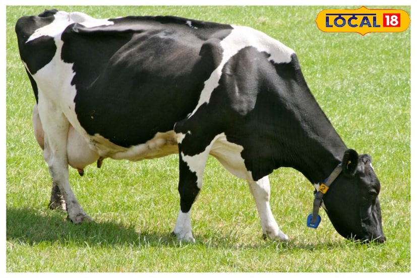 तरुण किंवा शेतकरी व गाय पालन करू इच्छिणाऱ्या नव व्यावसायिकांनी सर्वप्रथम या गायपालनासाठी स्वतःची मेहनत करण्याची तयारी ठेवावी तसेच एक किंवा दोन गाय खरेदी कराव्यात. गाय पालनातील अनुभवी व्यक्तीचे पालना संदर्भात मार्गदर्शन घ्यावे आणि टप्प्याटप्प्याने हा व्यवसाय पुढे चालवावा. तुम्हाला या क्षेत्रातला अनुभव आला असल्यास गाय पालन नफा मिळतो की तोटा यानुसार पुढील पावले उचलावी, अशी देखील प्रतिक्रिया गोजे यांनी दिली.