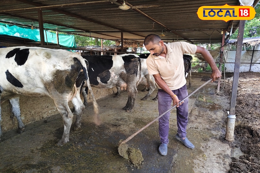 शेतीला पूरक बनवण्यासाठी अनेक शेतकरी जोड व्यवसाय करतात. कोणी गाय पालन, तर कोणी शेळीपालन अशा प्रकारचे विविध व्यवसाय करून अनेक जण यशस्वी झाल्याची उदाहरणे आहेत. याचप्रमाणे छत्रपती संभाजीनगर तालुक्यातील कुंबेफळ येथील योगेश गोजे हे गेल्या 6 वर्षांपासून गाय पालन करत आहेत. सुरुवातीच्या काळात त्यांनी 2 गायींपासून व्यवसायाला सुरुवात केली होती. आजच्या घडीला त्यांच्याकडे 14 जर्सी गाई तर 10 वासरे आहेत. शेतीला पूरक बनवण्यासाठी अनेक शेतकरी जोड व्यवसाय करतात. कोणी गाय पालन, तर कोणी शेळीपालन अशा प्रकारचे विविध व्यवसाय करून अनेक जण यशस्वी झाल्याची उदाहरणे आहेत. याचप्रमाणे छत्रपती संभाजीनगर तालुक्यातील कुंबेफळ येथील योगेश गोजे हे गेल्या 6 वर्षांपासून गाय पालन करत आहेत. सुरुवातीच्या काळात त्यांनी 2 गायींपासून व्यवसायाला सुरुवात केली होती. आजच्या घडीला त्यांच्याकडे 14 जर्सी गाई तर 10 वासरे आहेत.