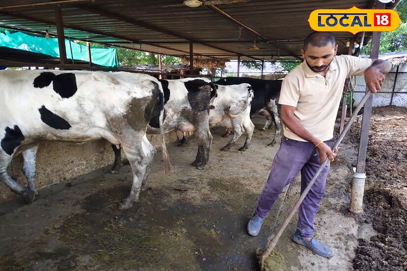 कुंबेफळच्या योगेश गोजे यांनी सन 2019 मध्ये 2 गाय खरेदी केल्या व गाय पालनाला सुरुवात केली. गाय पालन क्षेत्रात अनुभव येत गेला, टप्प्याटप्प्याने त्यांनी आणखी गायी खरेदीला सुरुवात केली. आता त्यांच्याकडे एकूण 14 जर्सी गाई आणि दहा वासरे आहेत. या जनावरांच्या खाण्यापिण्याची व्यवस्था शेतीतूनच करतात. शेतामध्ये काही प्रमाणात घास लावण्यात आलेला आहे. तसेच काही ओले गवत, मुरघास, सुग्रास असा एका गाईसाठी 20 किलो चारा खाण्यासाठी दिला जातो.