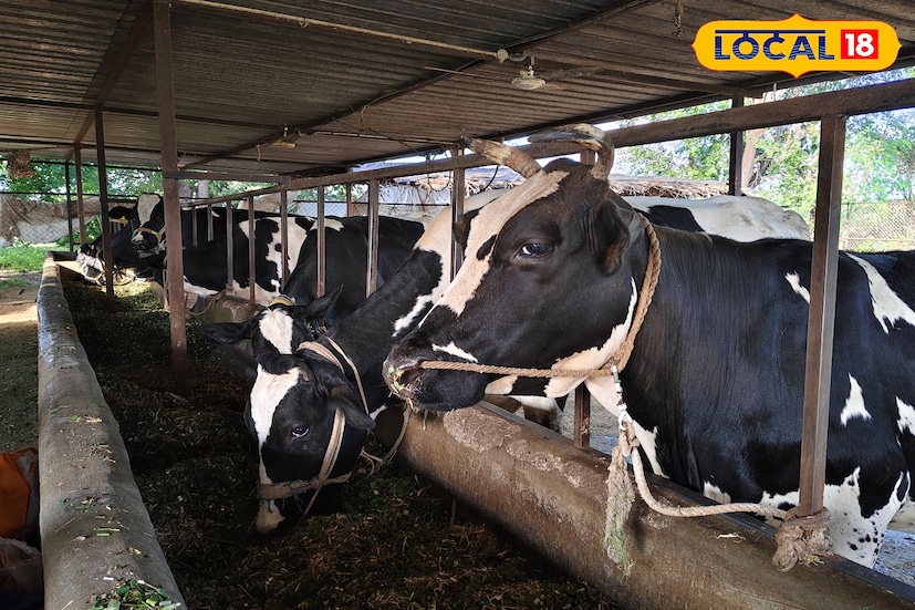 एका दिवसाला 130 लिटर दूध या गाई देत असतात आणि ते दूध संकलन केंद्रावर विक्री केले जाते. या दूध विक्रीच्या माध्यमातून 4 ते 5 हजार रुपयांची उलाढाल दररोज होते आणि 2500 रुपये मिळतात. तर महिन्याला दीड लाख रुपयांची उलाढाल होत असून खर्च वजा निव्वळ नफा 80 हजार रुपये मिळत असल्याचे गोजे यांनी लोकल 18 सोबत बोलताना सांगितले.