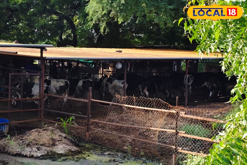 दररोज सकाळी 4:30 वाजल्यापासून गोठ्यातील काम सुरू होते. शेण काढणे, दूध काढणे ही कामे 8 वाजेपर्यंत पूर्ण केली जातात. गाईंच्या काढलेल्या शेणापासून शेणखत तयार होते ते शेणखत शेतीत वापरले जाते तसेच उर्वरित शेणखताची विक्री देखील केली जाते, असे गोजे यांनी म्हटले आहे.