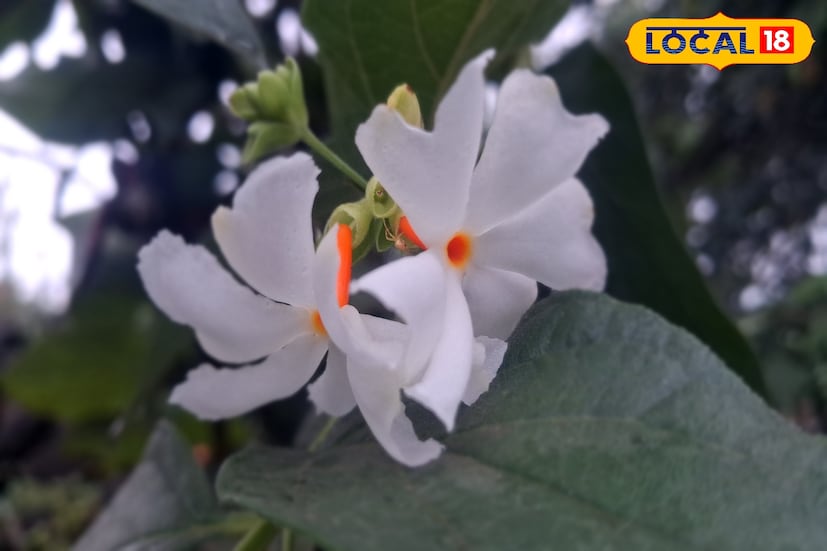 सांगली जिल्ह्यात मागील 24 तासात 31.6 अंश सेल्सिअस कमाल तापमानाची नोंद झाली. आज जिल्ह्यात दिवसभर निरभ्र आकाशासह उन्हाचा पारा चढलेला राहील. तर सकाळी आणि संध्याकाळी हवेत गारवा जाणवेल. 