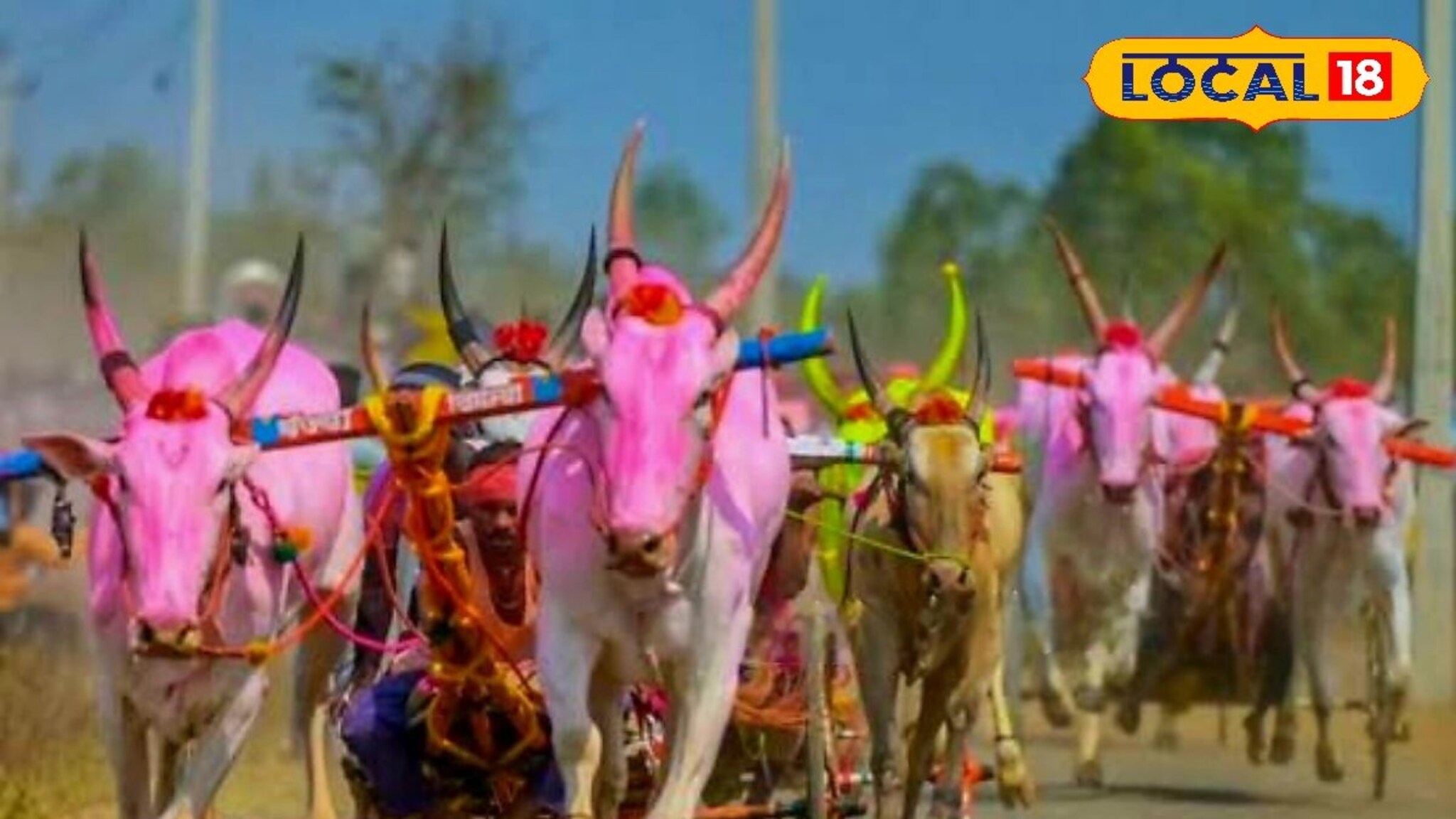 बैलगाडा शर्यतीत हेलिकॉप्टर बैज्यानंच नाव काढलं, मालकाला केलं मालामाल, खुराक माहित आहे का?