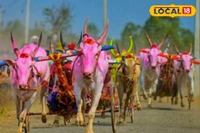 बैलगाडा शर्यतीत हेलिकॉप्टर बैज्यानंच नाव काढलं, मालकाला केलं मालामाल, खुराक माहित आहे का?