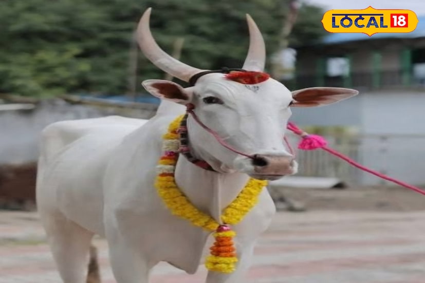 ट्रॅक्टर, थार आणि आता तर फॉर्च्युनर गाडीही बैज्याने जिंकली आहे. याशिवाय लाखोंची बक्षीसं असलेली मैदानं मारली आहेत. तर कित्येक गदा जिंकल्या आहेत आणि मानाच्या मैदानात नंबर मारला आहे.