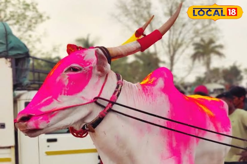 सांगलीत श्रीनाथ केसरी स्पर्धेत हेलिकॉप्टर बैज्या आणि ब्रेक फेल जोडीनं पहिला क्रमांक मिळवत फॉर्च्युनर पटकावली आहे. यामुळे सध्या हेलिकॉप्टर बैज्याची चर्चा सर्वत्र सुरू आहे. शिरोळमधील बाळू दादा हजारे यांच्या मालकीच्या हेलिकॉप्टर बैज्यानं आजपर्यंत एकूण कोट्यवधींची बक्षीसं जिंकली आहेत. चार वर्षांत त्यानं दीडशेपेक्षा जास्त मैदानांत भाग घेतल्याचे बैलगाडा प्रेमींच्या वर्तुळातून बोललं जातं.