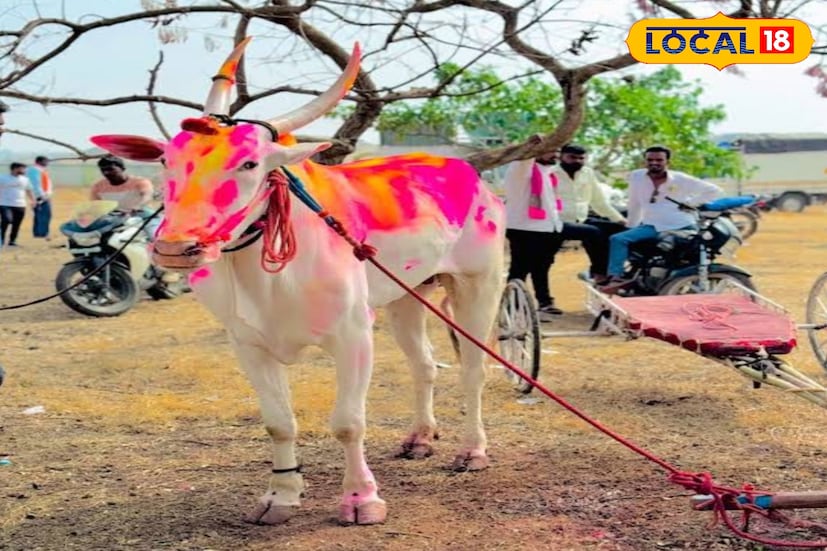 जनरलला पळणाऱ्या बैलांसोबत पळाला आहे. दोन्ही बैलांनी दोन-तीन वेळा वगळता वर्षभर पहिलाच नंबर काढला आहे. बैज्याच्या देखभालीसाठी दोघं-तिघं जण असतात.